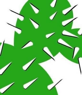 Stachelwoche bei Uhlig Kakteen (Bild vergr&ouml;&szlig;ern)
