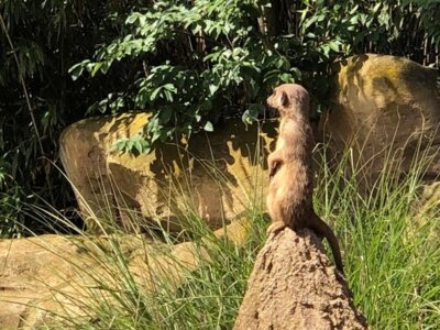 Meldung: Ein Tag im Zoo: Sommerferienabenteuer
