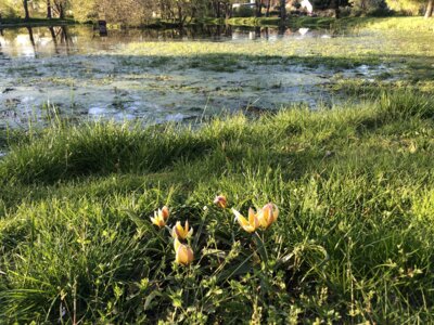 Frühjahrsblüher am Teich Wormlage