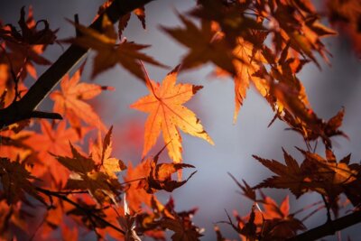 Herbstferien 14.10. - 25.10.24 (Bild vergrößern)