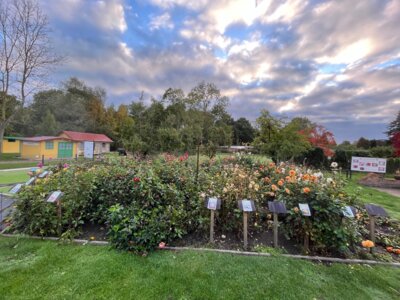 Dahlienverkauf im Timm'schen Garten am 28.Oktober