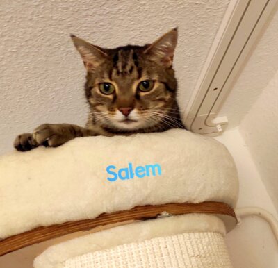 Salem (Bild vergrößern)