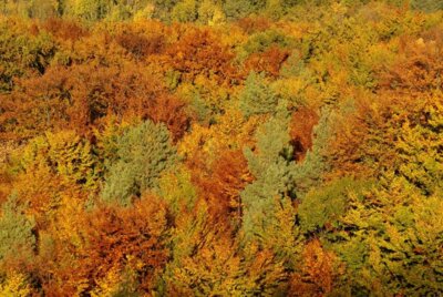 Pressemitteilung des Geo-Naturpark Frau-Holle-Land vom 10.10.2023: Familienführung im Kaufunger Wald (Bild vergrößern)