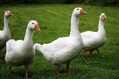 Meldung: Tierseuchenallgemeinverfügung über die Anordnung zusätzlicher Maßnahmen zum Schutz gegen die aviäre Influenza