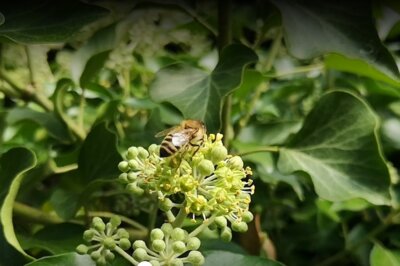 Honigbiene sammelt auf einer Efeublüte (Bild vergrößern)