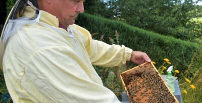 Fleißige Biene fühlt sich pudelwohl bei Hitze (Bild vergrößern)