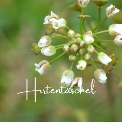 BlogBeitrag: Das Hirtentäschel, ein blutstillendes Kraut (Bild vergr&ouml;&szlig;ern)