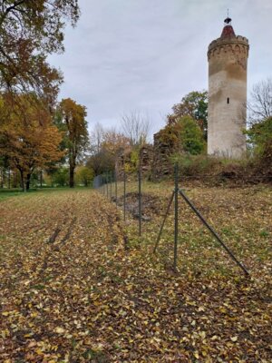 Bornsdorfer Ruine am Schlossturm wurde eingezäunt (Bild vergrößern)
