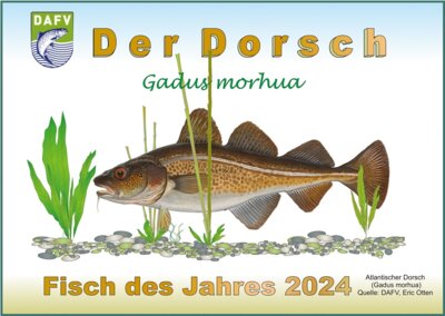 Fischbild Quelle: Eric Otten, DAFV - Titel - Fisch des Jahres 2024