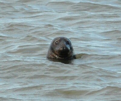 Seal discovered in Lake Gedern! (Bild vergr&ouml;&szlig;ern)