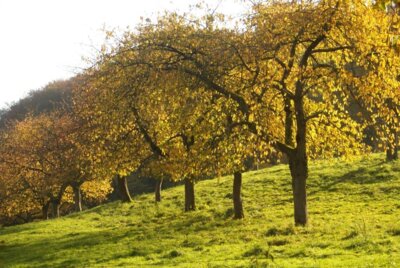goldene Kirschbäume (c) Andrea Imhäuser (Bild vergrößern)