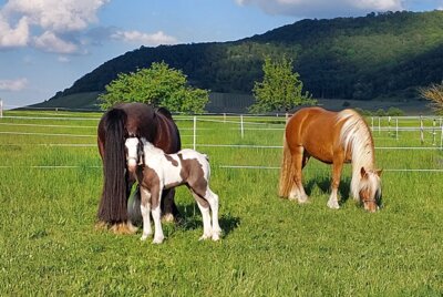 Irish mit ihrem Fohlen Pepper und Polly