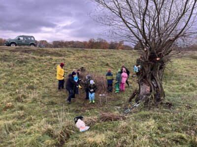 Foto zur Meldung: Junge Naturwächter bauen Weidenbündel für Storchenhorste