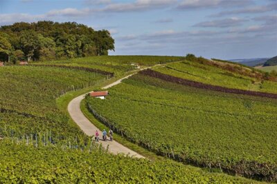 Ein Beispielbild von Radfahrern in den Weinbergen. (Bild vergrößern)