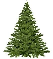 MACH MIT ... Christbaum-Sammlungam 20. Januar 2024