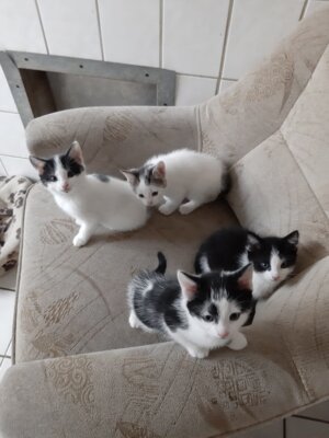 Katzenmutter mit 4 jungen Kätzchen