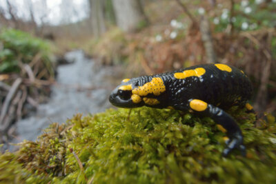 Sicherung eines Lebensraumes für Feuersalamander, Teichmolch, Erdkröte und Co