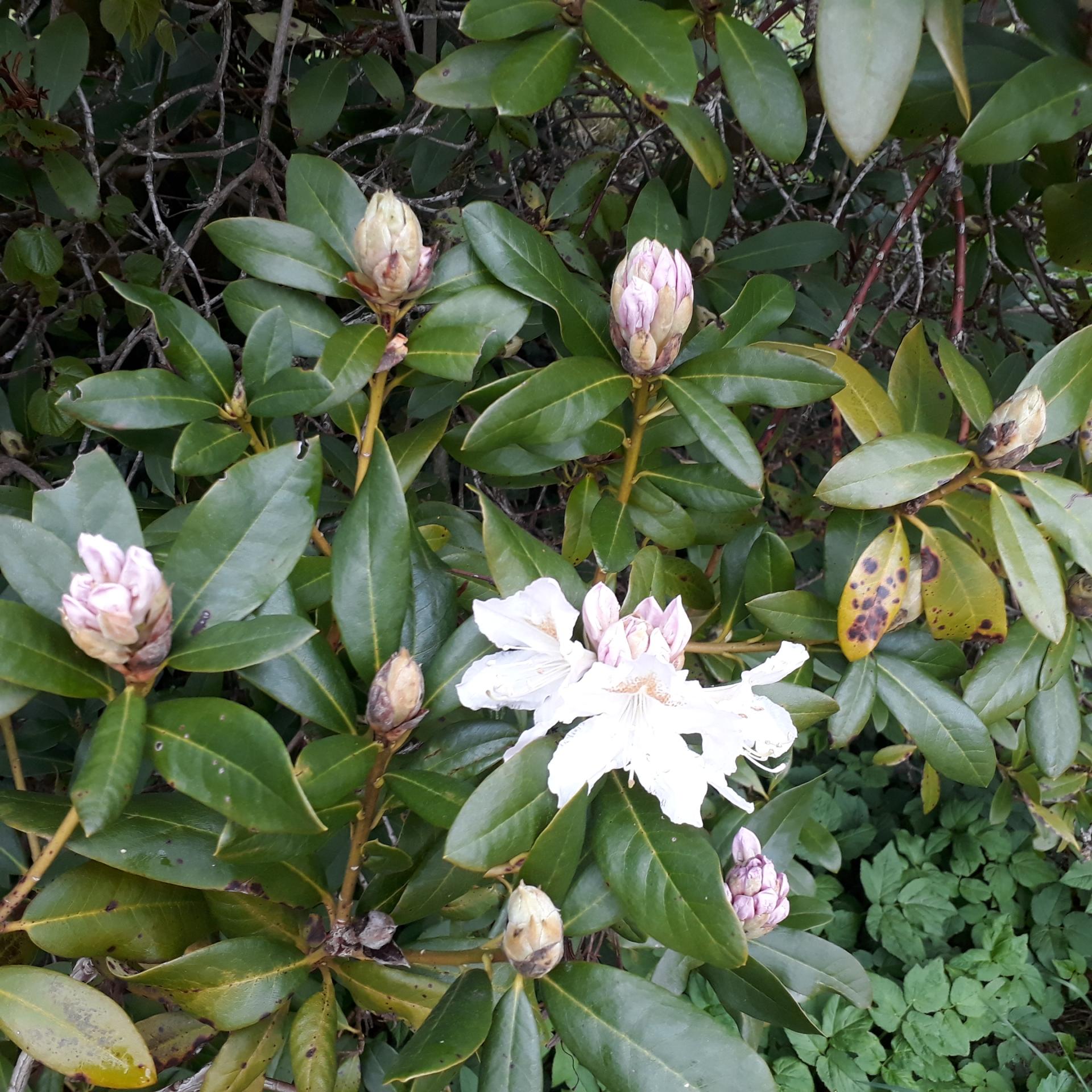 Zarte Versuchung in weiß, die ersten Blüten gehen auf. Foto vom 21.4.22