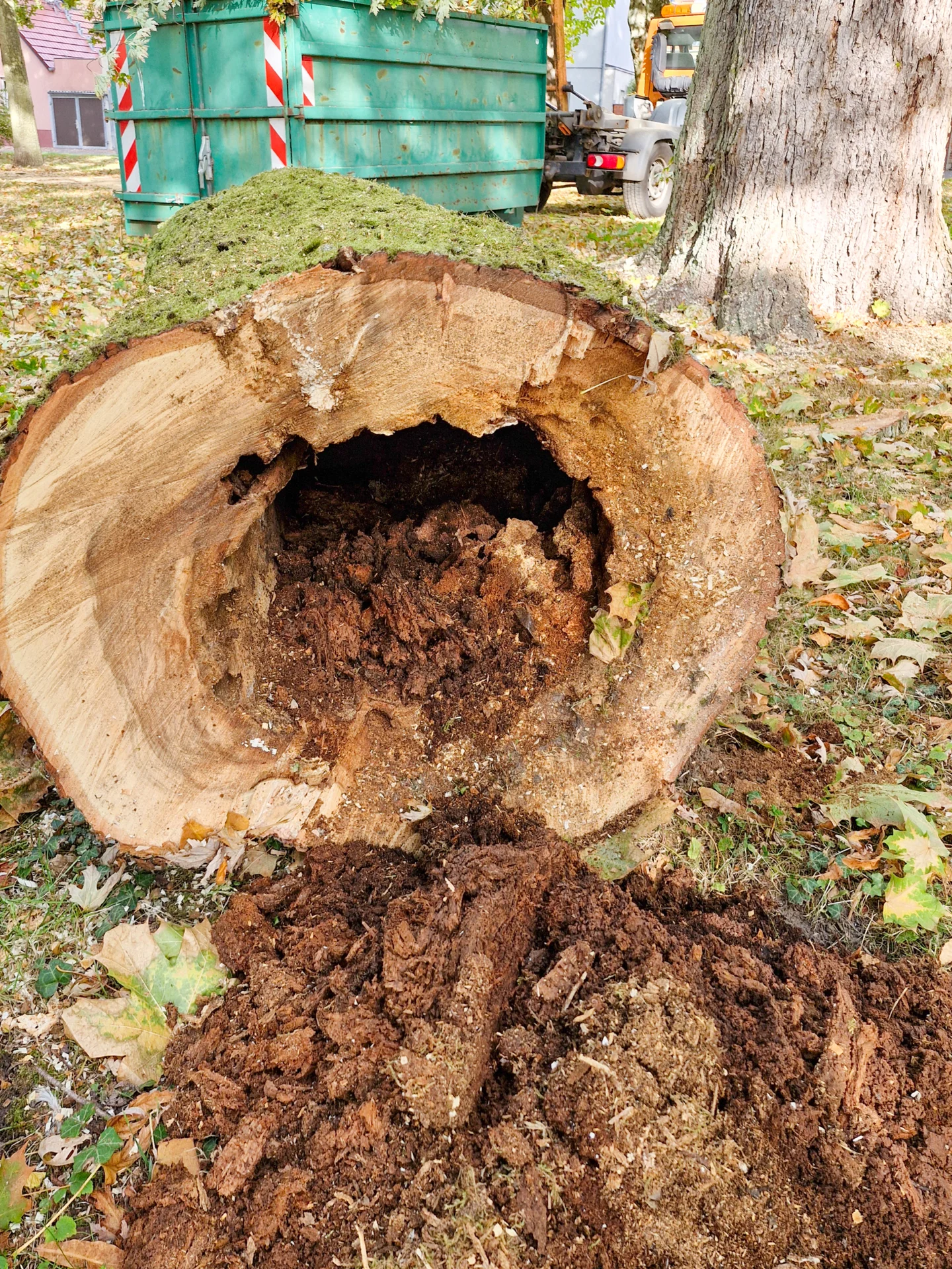 Der Pilz hat bereits große Teile des Stamms befallen. Foto: Stadt Pritzwalk