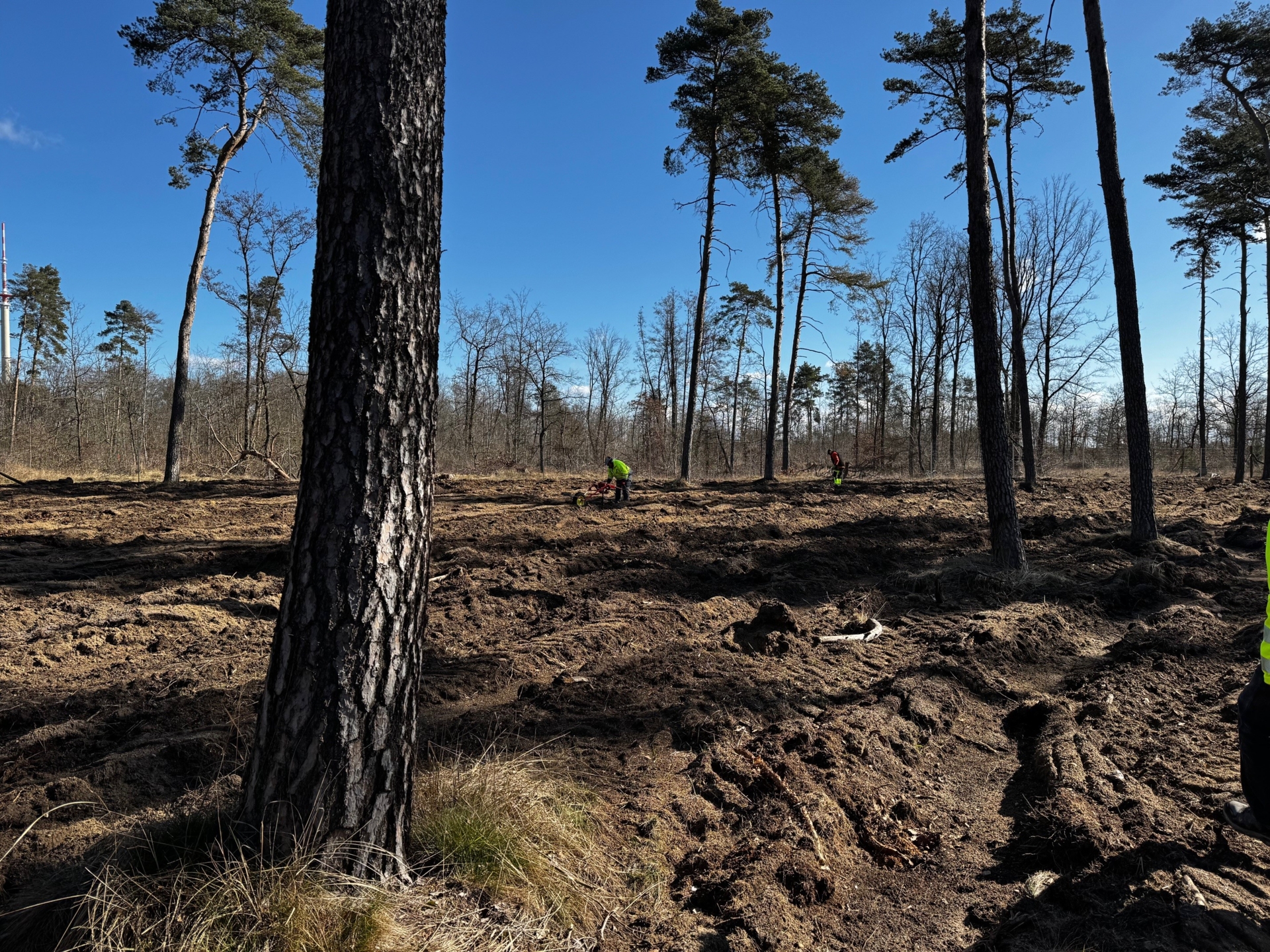 Auch in der Herrenheide / Am alten Wasserwerk fanden Pflanzarbeiten im Rahmen der Waldrenaturierung statt. Foto: Stadt Calau / Paul