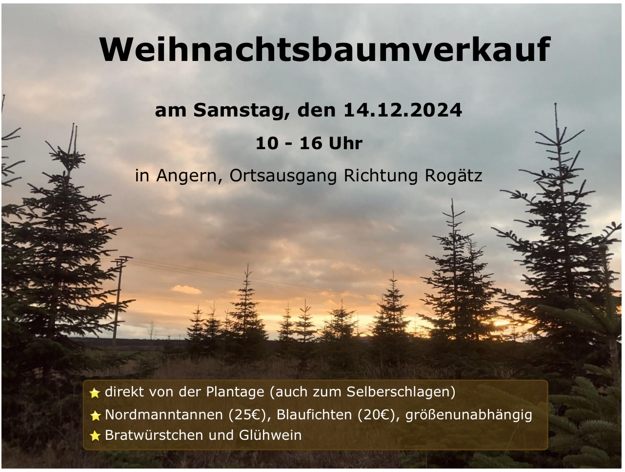 Weihnachtsbaumverkauf in Angern