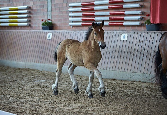 700x480-crop-90-2025alsfeldponyfohlen0047_impressionen_rheinisch_deutsches_kb