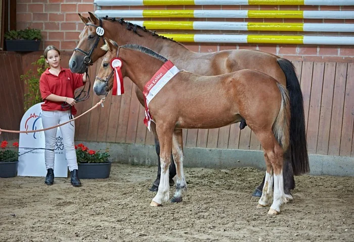 700x480-crop-90-2025alsfeldponyfohlen0064_siegerfohlen_freiberger_