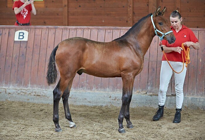 700x480-crop-90-2025alsfeldponyfohlen0077_fohlen_pre_