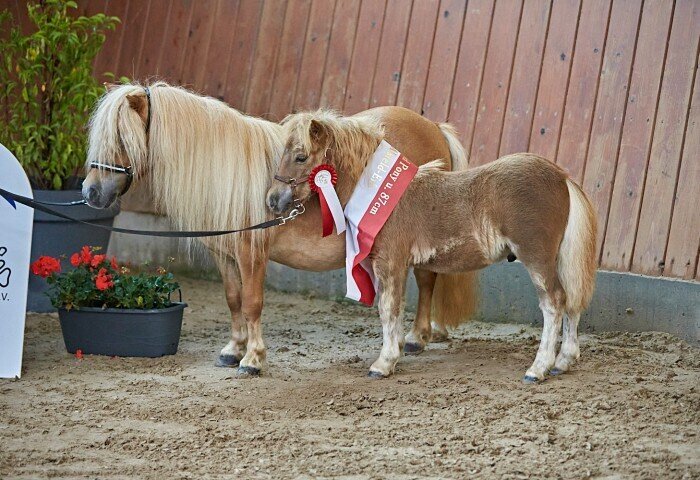 700x480-crop-90-2025alsfeldponyfohlen0115_-_sieger_shetland_u87