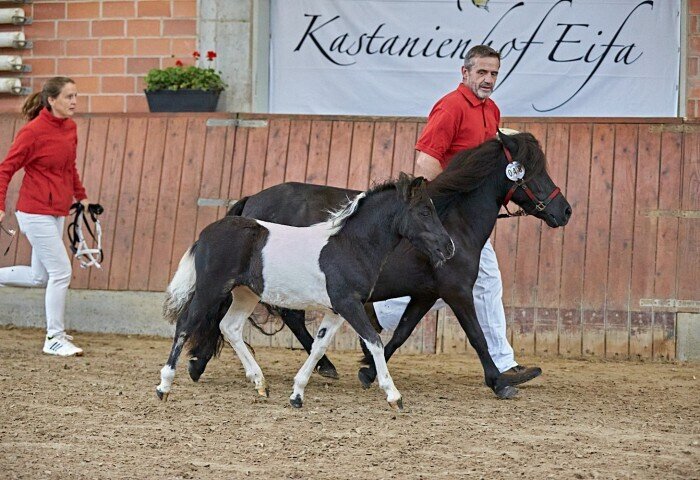 700x480-crop-90-2025alsfeldponyfohlen0163_siegerfohlen_shetland_pony__-_vetter_wolfgang