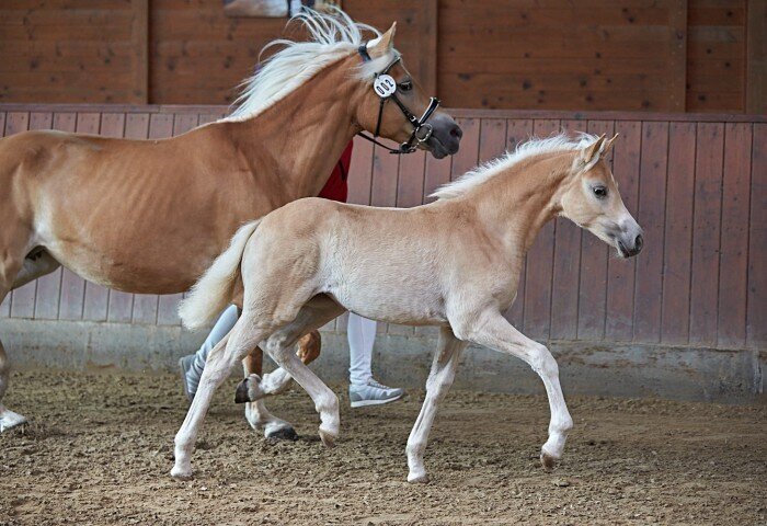 700x480-crop-90-2025alsfeldponyfohlen0196_siegerfohlen_haflinger_trab