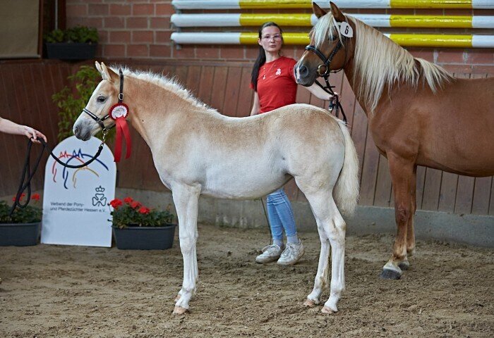700x480-crop-90-2025alsfeldponyfohlen0309_siegerfohlen_edelbluthaflinger_