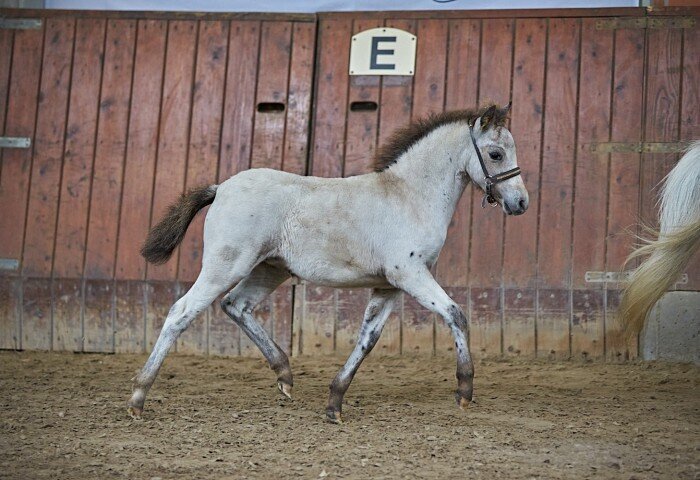700x480-crop-90-2025alsfeldponyfohlen0413_siegerfohlen_dt_pb_sh_lohmann_