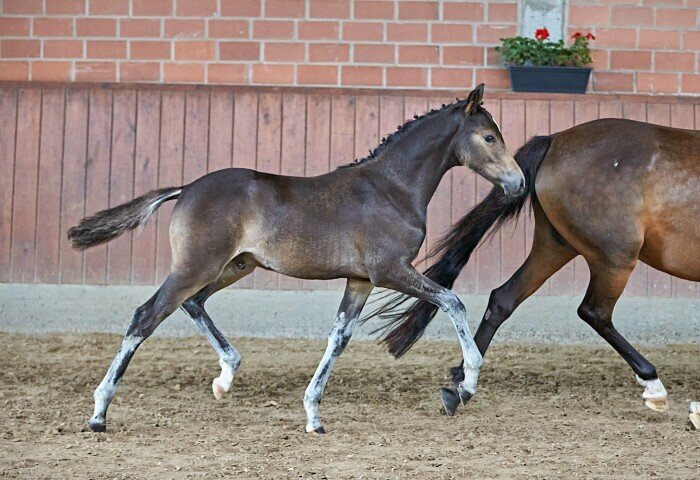 700x480-crop-90-2025alsfeldponyfohlen0534_sieger_fohlen_reitpony_von_zg_franz_laubach_