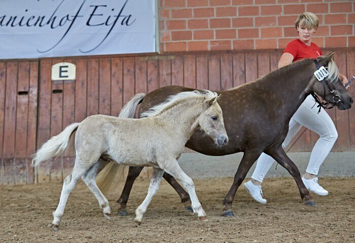 700x480-crop-90-2025alsfeldponyfohlen0615_siegerfohlen_dt_classic__pony_im_trab_