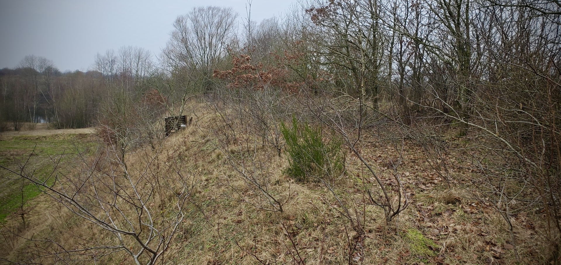 Verbuschter Lebensraum vor der Pflegemaßnahme