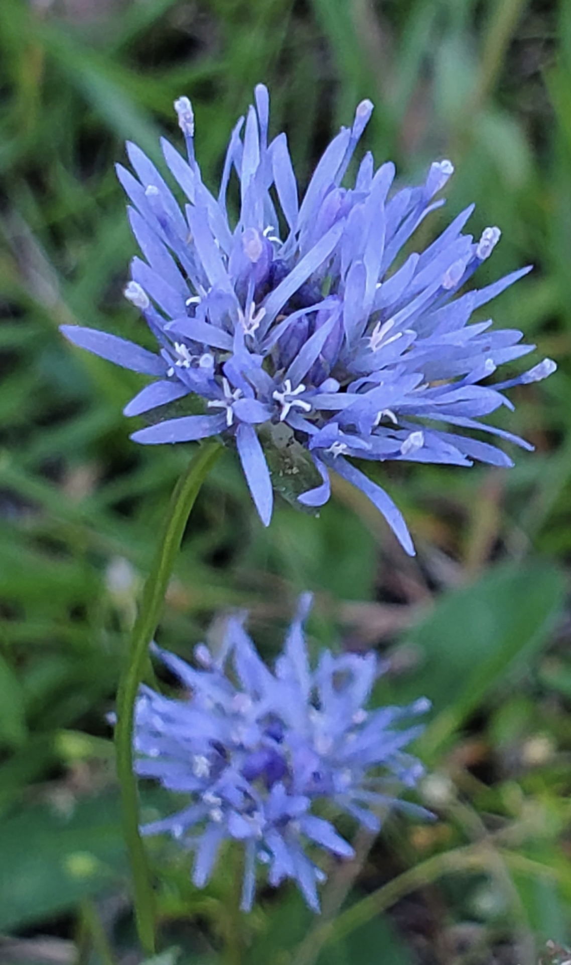 Berg-Sandglöckchen (Jasione montana); Copyright Matthias Paulsen