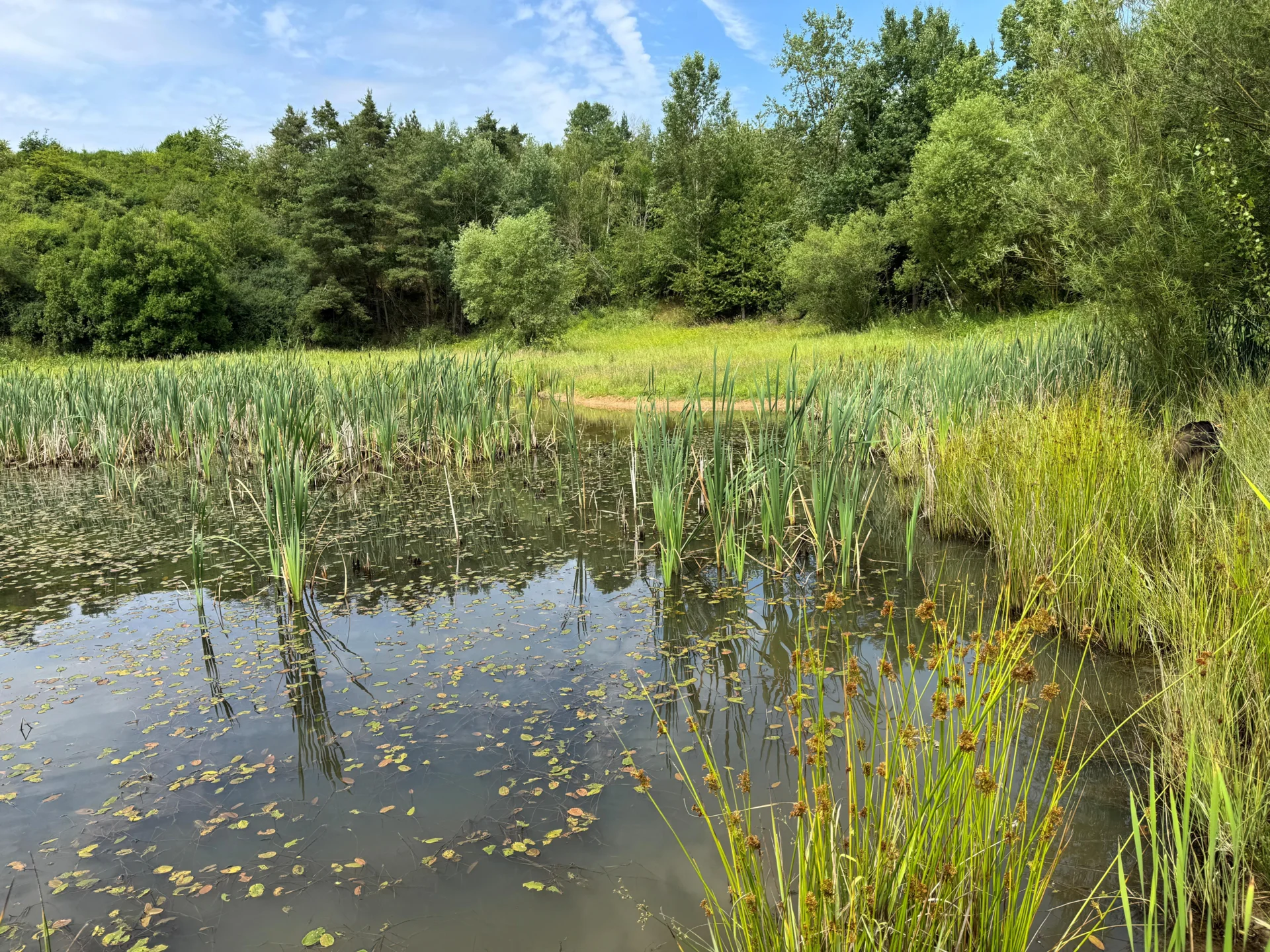 Laubfroschlebensraum_LPV