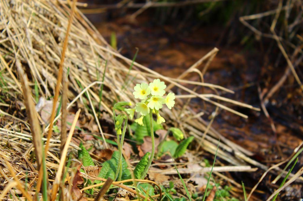 Schlüsselblume