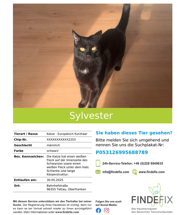 Kater Sylvester Tettau Suchanzeige