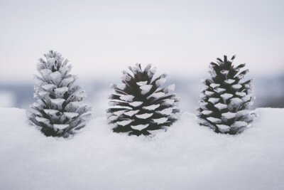 Hortprogramm und Anmeldeformular für die Winterferien 2024 (Bild vergrößern)