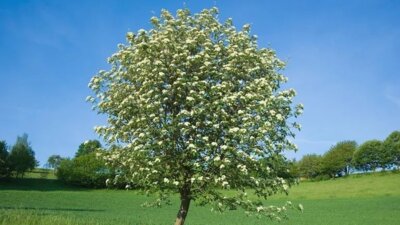 Baum des Jahres 2024 ist die Echte Mehlbeere „Sorbus aria“