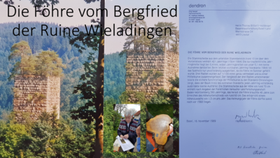 Die Föhre vom Bergfried Wieladingen mit dendrologischem Gutachten