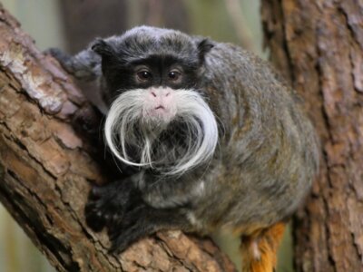 Meldung: Treffen der BAG-Fachgruppe für arterhaltende Primatenzucht im Zoo Hof