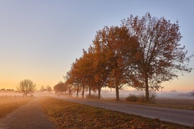 Zurückschneiden von Bäumen, Sträuchern und Hecken an öffentlichen Straßen (Bild vergr&ouml;&szlig;ern)