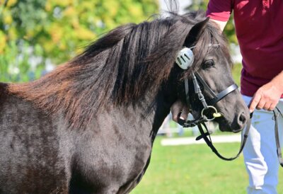 Link zu: Bundesoffene Robust Pony Stutenschau am 15. September 2024 im Rahmen des Landeserntedankfestes in Magdeburg
