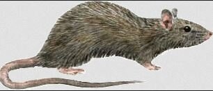 Immer wieder ein Thema - Schädlingsbekämpfung: Ratten (Bild vergrößern)