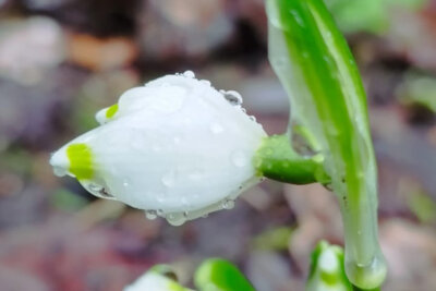 Vorschaubild zur Meldung: AG Wildblume: Begeisterung über erste Frühlingsboten