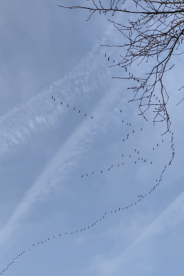 Dohr erwacht aus dem Winterschlaf - viele Aktionen im März geplant