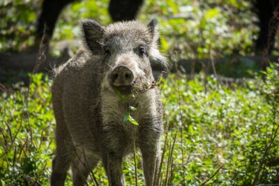 Foto zur Meldung: Achtung: Wildschwein-Nachwuchs